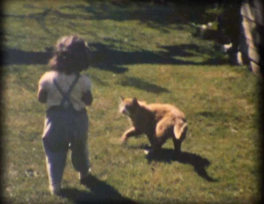 Kitty Video Preview